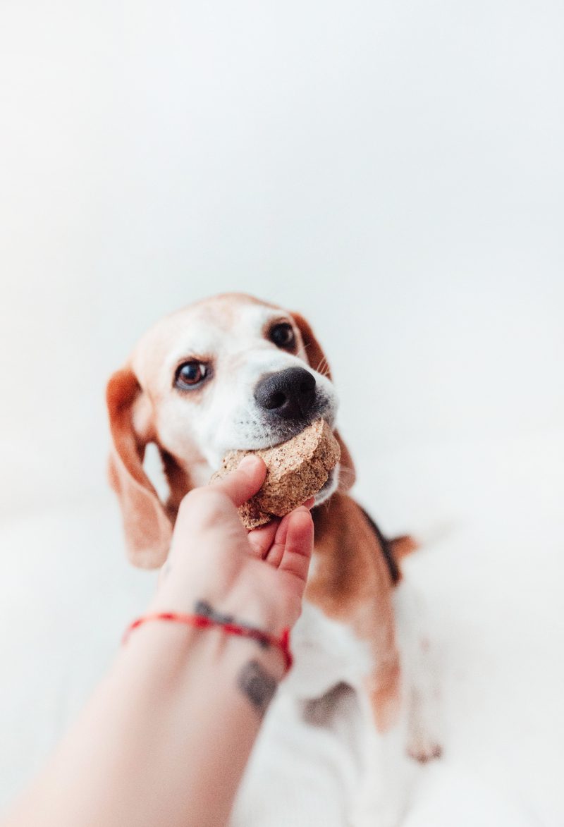 Burgers de Tripa de Vaca (2uds.)
