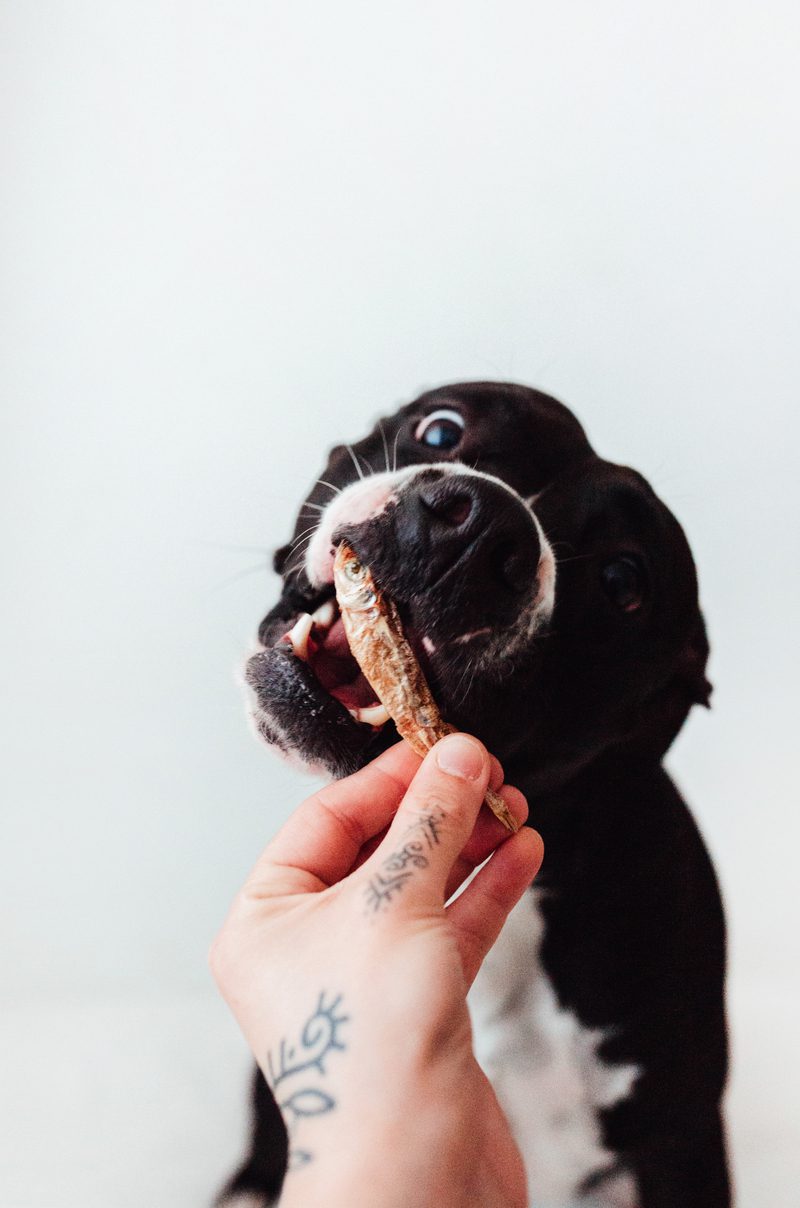 Pescaditos Naturales para Perros y Gatos (50g)