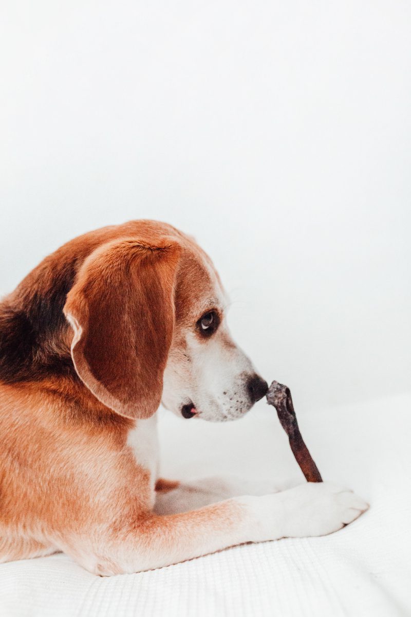 Piel de Camello Natural (100g)