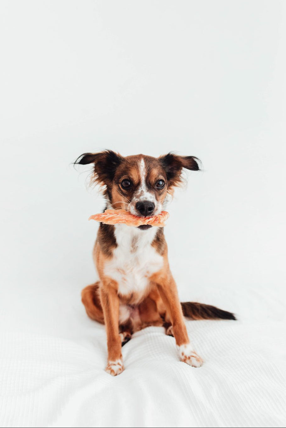 Filetes de Pollo Deshidratado (100g)